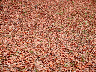 Wall Mural - autumn leaves background