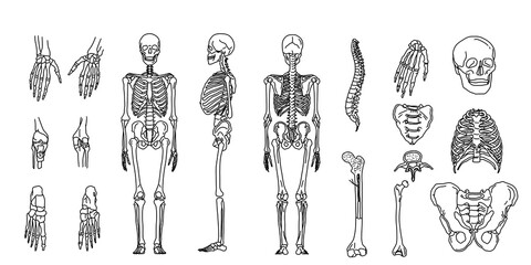 the human bone system. anatomy line isolated drawing sketch diagram. skull, standing skeleton
