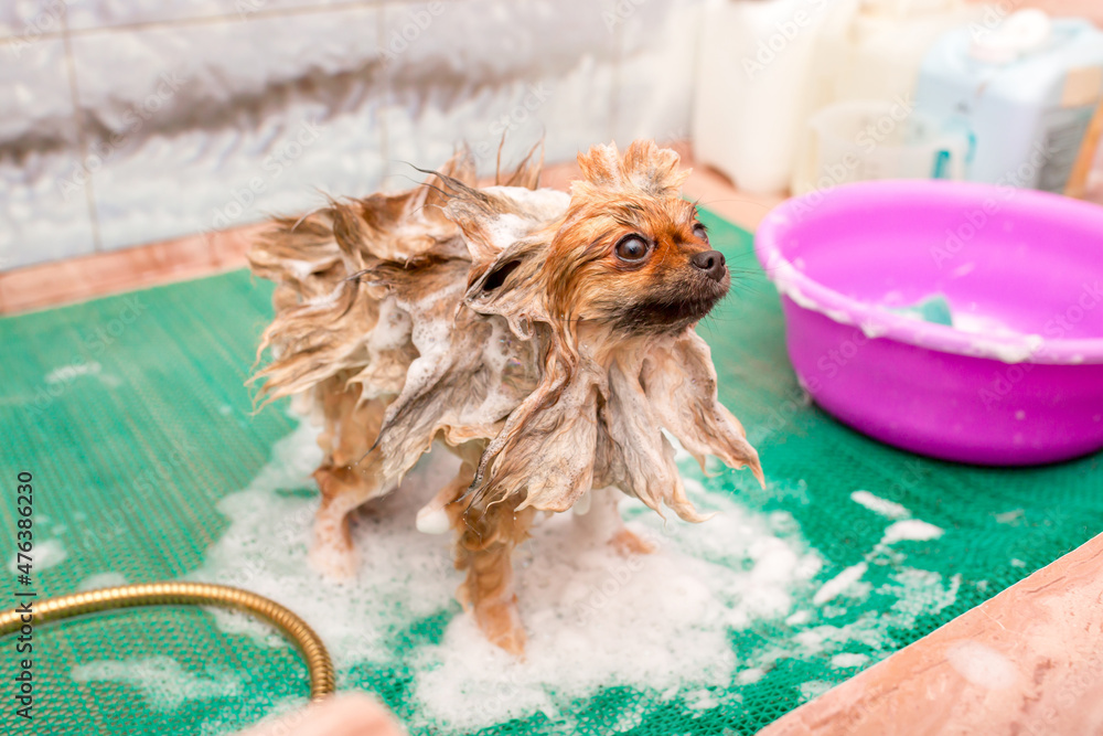 Stock-Foto „Bathing animals, grooming, brushing, drying and styling ...