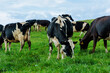© Oliver - Dairy cow grazing in a meadow of pasture on a farm