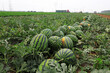 farmers harvest watermelon in the fields, China