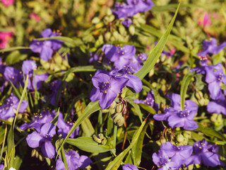 Wall Mural - Tradescantia virginiana |  Touffe de fleurs d'éphémères de Virginie à pétales bleu violacé au dessus d'un feuillage rubanné, étroit et vert