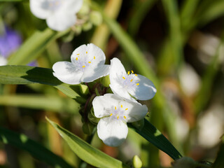 Poster - Tradescantia andersoniana | Touffe d'éphémères ou éphémérines de Virginie à fleurs à trois pétales blanc pur rehaussés d'étamines dorées