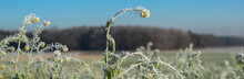 Rapeseed Plants With Hoarfrost