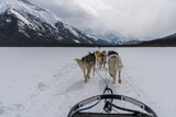 Fototapeta Miasto - Dog sledding with huskies