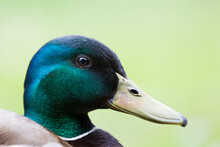 Mallard Or Wild Duck (Anas Platyrhynchos) Portrait