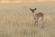 Young Fallow Deer, Dama Dama, Standing On Meadow