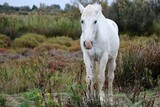Fototapeta Konie - white horse on the meadow