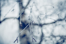 Birch Branches In Hoarfrost And Snow In The Winter.