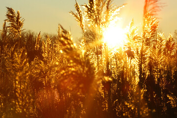 Golden reeds in sun rays at sunset