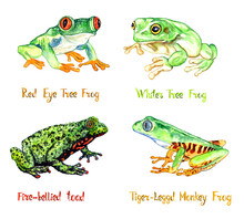 Red Eye Tree Frog (Agalychnis Callidryas), White's Tree Frog (Ranoidea Caerulea), Fire-bellied Toad (Bombina Bombina), Tiger-legged Monkey Frog (Pithecopus Hypochondrialis), Isolated Watercolor 