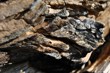 Old shabby tree trunk surface, natural background texture close up detail