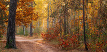 Autumn Has Decorated The Forest With Its Colors. The Leaves Turned Yellow, Orange, Red.