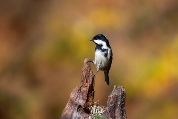 Beautiful bird. Nature background. Coal Tit. Periparus ater. 