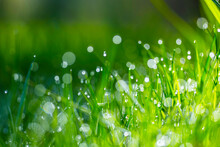 Morning Dew On Grass
