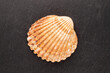One seashell on a shale stone, close-up, top view.