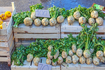 Poster - Celeriac Root