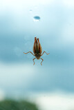 Fototapeta Dmuchawce - wonderful Grasshopper against a blue sky
