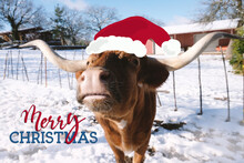 Merry Christmas Greeting With Texas Longhorn Cow In Winter Snow Closeup.