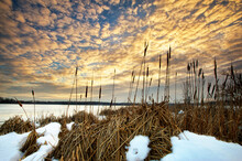 Sunset In The Cattails Over A Frozen Lake Wingra In Madison, WI