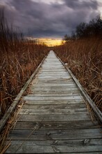 Wooden Board Walk In The Cattails And Reeds Of Lake Wingra In Madison, WI.