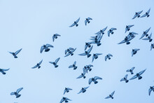 A Flock Of Birds Of Doves Flies Across The Sky.