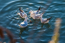 Seagulls Floating In The Water
