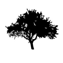 Silhouette Of A Skinny Tree