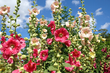 Colourful hollyhocks, Alcea rosea, in flower during the summer months