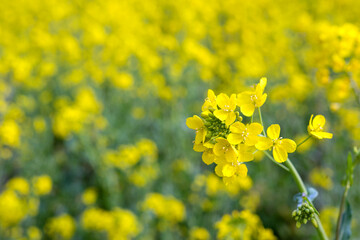 Wall Mural - Close up of canola flower with copy space　菜の花畑の背景 コピースペース
