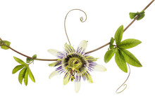 Passion Flower And Foliage