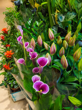 Vertical Photo Of Flower Shop Interior. Lilly Of Incas Flower Green Buds . Purple Calla Lily Blossoming In Pots. Bromeliad Red Tropical Blossoms.