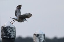 Seagull Taking Off Post