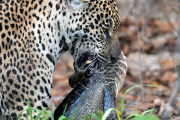 Wall Mural - Jaguar with prey. The jaguar holds a caiman in its mouth. Panthera onca. Natural habitat. Cuiaba River, Brazil