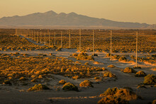Electric Power Poles And Cables, High Voltage, Row Towards The Horizon Among The Landscape  Desert Horn Bush And Sand On A Dirt Road At Sunset, 