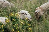 Fototapeta Kosmos - Mouton sheep