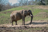 Fototapeta Kosmos - Elephant