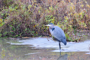 Canvas Print - Heron in the Pond 04