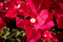 Red Bougainvillea Blossoms With All The Plants Structures Easily Seen Like The Pistils And Stamens