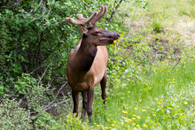 Young Male Elk Eating Dandelion Flowers, Standing Among Green Bushes
