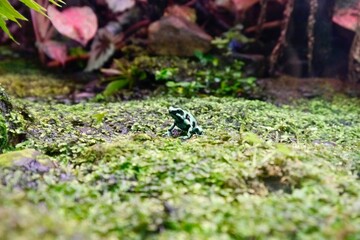 Close-up photo of a poison frog(Dendrobatidae 