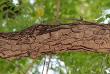 Large Thick Branch And Bark Photo Of Neem Tree (Azadirachta Indica) .nimtree