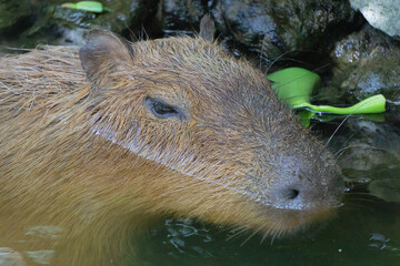 capibara