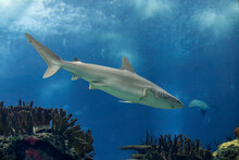 Sea Water Aquarium Shark