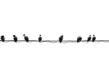 Eight Birds On A Wire