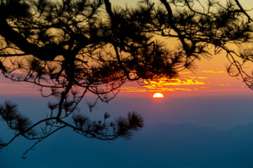 Wall Mural - Landscape photo  Pine cones at sunset ,Phu Kradueng National Park ,Thailand