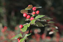 The Fruits Of The Cotoneaster Are Brush-colored.