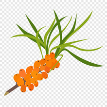 Sea Buckthorn - Delicious Orange Sour Berries, Cartoon Flat Vector Illustration. Icon Symbol For Creating Packaging Or Splash, Children's Coloring.