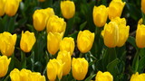 Fototapeta Tulipany - The beautiful yellow tulip flowers blooming in the park of the China in spring