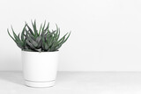 Fototapeta Lawenda - Home plant succulent Haworthia in designer modern pot on a gray table on a white background. House plants in a modern interior.